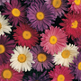 Aster 'Giant Single Andrella Mixed' - Seeds
