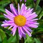 Aster alpinus 'Happy End'