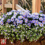 Aster 'Aqua Compact' (Autumn Jewels Series)