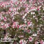 Aster novi-belgii 'Lady in Black'