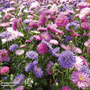 Aster 'Milady Mixed' - Seeds