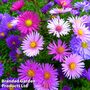 Aster alpinus Mixed