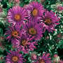 Symphyotrichum novae-angliae 'Purple Dome'