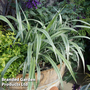 Astelia 'Silver Shadow'