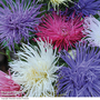 Aster 'Spider Chrysanthemum Mixed' - Seeds