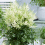 Astilbe chinensis 'Mojito'