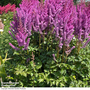 Astilbe chinensis 'Black Pearls'