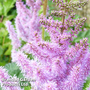 Astilbe chinensis var. pumilla