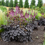 Astilbe 'Dark Side of the Moon'