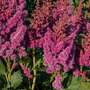 Astilbe chinensis 'Visions'