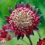 Astrantia major 'Moulin Rouge'