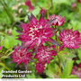 Astrantia major 'Moulin Rouge'