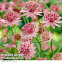 Astrantia major 'Roma'