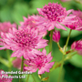 Astrantia major 'Roma'