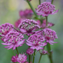 Astrantia major 'Star of Beauty'