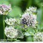 Astrantia major 'Star Of Billion'