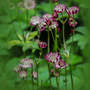Astrantia 'Star Of Passion'