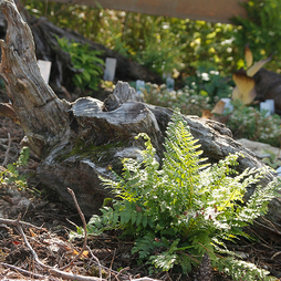 Athyrium otophorum var. 'Okanum'