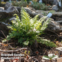 Athyrium otophorum var. 'Okanum'