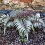 Athyrium niponicum 'Pictum'