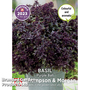 Basil 'Purple Ball' - Seeds