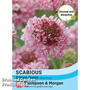 Scabious 'Salmon Queen' - Seeds