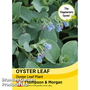 Oyster Leaf Plant - Seeds