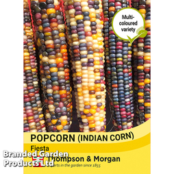 Sweetcorn (Popcorn) 'Fiesta' - Seeds