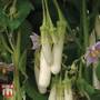 Aubergine 'Gretel' F1 Hybrid - Seeds