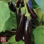 Aubergine 'Hansel' F1 Hybrid - Seeds