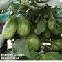 Aubergine 'Emerald Isle' (Grafted)