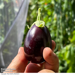 Aubergine 'Baby Black Jack' F1 - Seeds