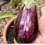 Aubergine 'Graffiti'