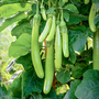 Aubergine 'Green Knight' F1 - Seeds