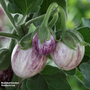 Aubergine 'Pinstripe' F1 Hybrid - Kew Collection Seeds