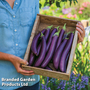 Aubergine 'Violet Knight' F1 - Kew Vegetable Seed Collection