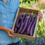 Aubergine 'Violet Knight' F1 - Kew Vegetable Seed Collection