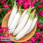 Aubergine 'White Knight' F1