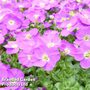 Aubretia gracilis 'Kitte Blue'