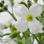 Aubretia gracilis 'Kitte White'