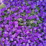 Aubrieta 'Dr. Mules Variegata'