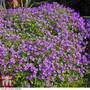 Aubrieta cultorum 'Cascade Purple'