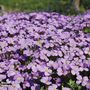 Aubrieta 'Purple Cascade' F1 Hybrid - Seeds