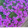 Aubrieta cultorum 'Cascade Purple'