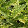 Aucuba japonica 'Golden Girl'