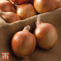 Onion 'Shakespeare' (Autumn Planting)