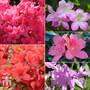 Nurseryman's Choice Evergreen Azaleas