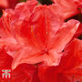 Rhododendron 'Orange King'