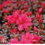 Azalea 'Dwarf Red'