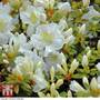 Azalea 'Dwarf White'